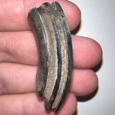 Large Rare Ice Age Fossil Giant Extinct Beaver Tooth CASTOROIDES 1.57 Inches picture