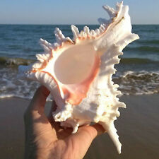 Large 14-15cm Natural Marine Shell Giant Sea Clam Conch Home Ornament aquarium picture