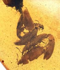 Rare Swarm of Beetles, Fossil Inclusion in Burmese Amber picture