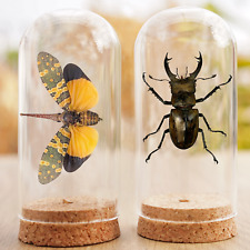 2 Real Beetle Glass Dome & Butterfly Insect Taxidermy Bell Jar Display Halloween picture