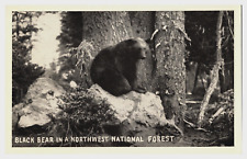 Black Bear in a Northwest National Forest Vintage Printed Postcard picture