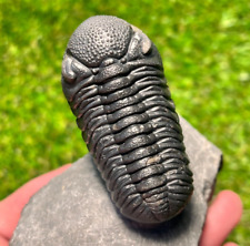 Flying preparation Trilobite Moroccops fossil - Issoumour, Morocco picture