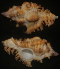 Tonyshells Seashells Chicoreus crocatus BANK'S MUREX VERY LARGE 64.7mm F+++/GEM picture