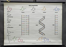 vintage picture poster wall chart nucleic acids biology DNA RNA genetics picture