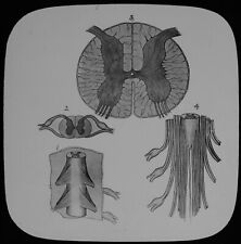 Magic Lantern Slide HUMAN PHYSIOLOGY NO40 SPINAL CORD C1888 MEDICAL ILLUSTRATION picture