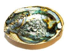 Green Abalone Sea Shell One Side Polished Natural Beach Craft 5