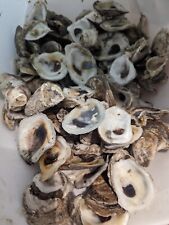 Oyster Shells 2
