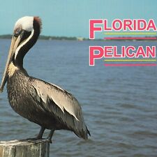 Florida FL Pelican Bird Sunshine State Sea Water Unused Ephemera Postcard picture