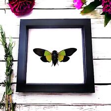 Trengganua sibylla Green Black Cicada Framed In Shadowbox Butterfly Insect Bug picture