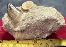 Mosasaurus tooth in matrix one and 3/4 inches long. Excellent condition. picture