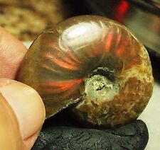 Fossil-AMMONITE-Ammolite-Iridescent COLOR-PLAY Snail,83.5ct.39x32x12mm,FOS-B69 picture