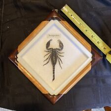 Real Scorpion Wood Framed Insect Exotic Taxidemy Gift Display Wall Collection picture
