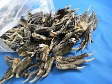 WHOLESALE LOT OF 100 Uncut SMALL FLORIDA GATOR ALLIGATOR FEET REAL CLAWS crafts picture