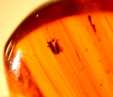 Super RARE Mating Flies Post Copula in Dominican Amber Fossil Gemstone picture