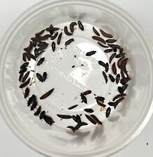 100 ct. Dermestid Beetle Colony for Insect Breeding & Taxidermy picture