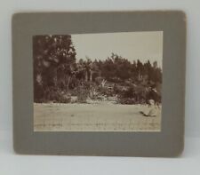 Early 1900s Los Angeles, CA. East Lake Park. Cactus Beds. Cabinet Photo 5.5x6.5 picture