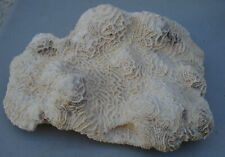 Large Size Caribbean Brain Coral 10.5