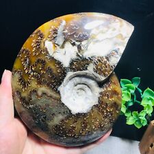 728g Rare Natural polishing conch ammonite fossil specimens of Madagascar 74 picture