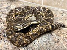 Authentic Coiled Ready To Strike Eastern Diamond Rattle Snake Taxidermy (sh) picture
