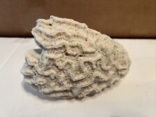 Natural Brain Coral Specimen Ocean Sea Cream Beach Decor Circa 1960s 4-5lbs picture