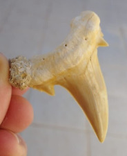 Otodus Obliquus Mugodzharicus shark fossil tooth picture