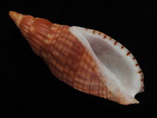 Sea shell Lyria cloveriana 72.9mm ID#5608 picture