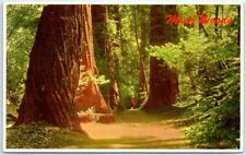 Postcard - Muir Woods - Mill Valley, California picture