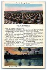 c1950's Florida Orange Grove Tamiami Trail Tropical Sunset Views FL Postcard picture