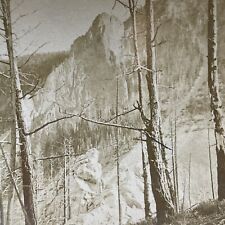 Antique 1896 Forest Fire Tree Damage Yosemite Park Stereoview Photo Card V1998 picture