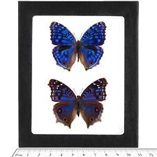 Precis rhadama PAIR male female blue butterfly Madagascar FRAMED picture