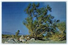 c1960's Smoke Free From Prevailing Breezes Borrego Springs CA Vintage Postcard picture