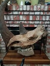 Dinosaur Fossil WOOLLY RHINOCEROS SKULL w/knife marks from Neanderthal Ice Age  picture