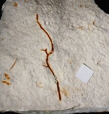 Unknown Cretaceous Maastrichtian fossil twig plant Mesozoic era mass extinction  picture