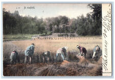 Japan Postcard View of Farmers Working in a Ricefield 1906 Posted Antique picture
