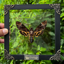 Real Death Head Moth Taxidermy Framed Entomology Bugs Collections Gothic Decor picture