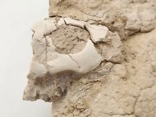 Oreodont Partial Skull Fossil in Matrix - White River - Brule Fm. - Crawford, NE picture