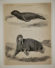 ALEXANDER FRANCIS LYDON (1836–1917) Original ANTIQUE Colored Engraving Walrus picture