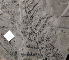 Museum quality rare Carboniferous plant fossil fern Sphenopteris pecopteroides picture