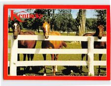 Postcard Race Horses Bluegrass Stock Farms Kentucky USA picture