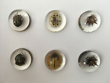 Real Insects in Resin - 6 Pcs - Orbweaver Spider, Bugs, Taxidermy, Weird Gifts picture
