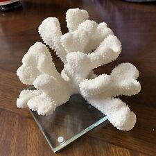 Stunning Beautiful Very Large Piece of Natural Sea Coral White 9x8x5 On Base picture
