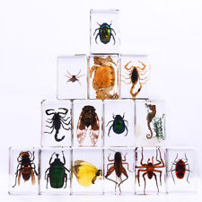 Real insect In Resin Insects In Resin insect Specimen Collection random style Ho picture