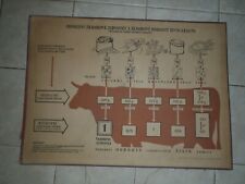 Original vintage school chart Nutrient values of feed picture