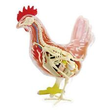 Tedco Toys 26003 4D Chicken Anatomy Model picture
