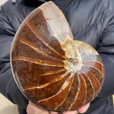 5.4lb Rare Large Natural Nautilus Ammonite Fossil Crystal Mineral Specimen heali picture