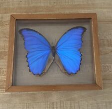 REAL FRAMED BUTTERFLY MORPHO DIDIUS BLUE picture