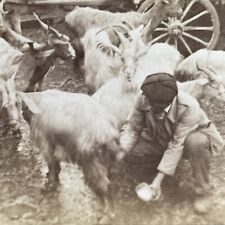 Antique 1906 Milking Goats Palermo Italy Stereoview Photo Card P1636 picture