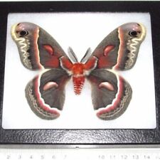 Hyalophora cecropia red saturn moth male Indiana USA FRAMED picture