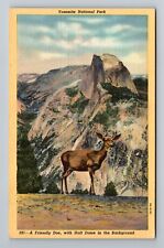 CA-California, Yosemite National Park, Doe With Half Dome, Vintage Postcard picture