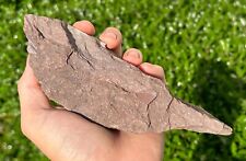 Rare Devonian Fossil Fish Placoderm Armor in Matrix Pennsylvania Red Hill picture